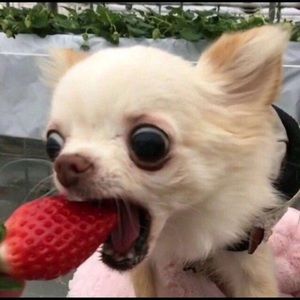 Meet your Posher, Lilia